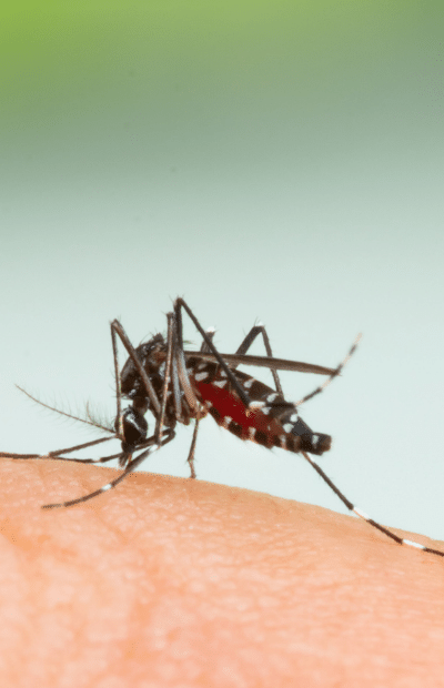 Mosquito-Borne Diseases